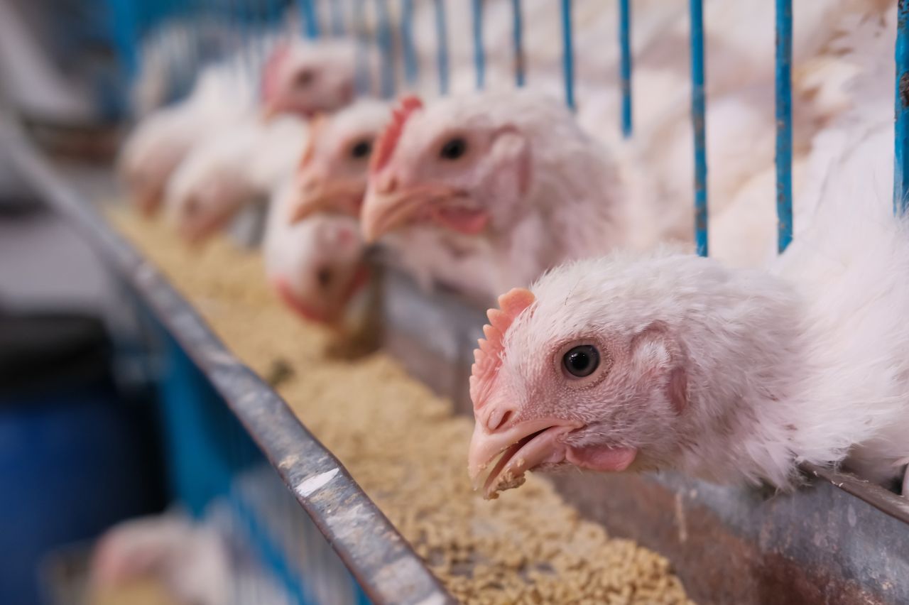 El Gobierno adapta la normativa europea sobre piensos animales.